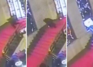 L’incredibile caduta dell’assessore Cani: distrutta una vetrata dell’artista Mario Sironi