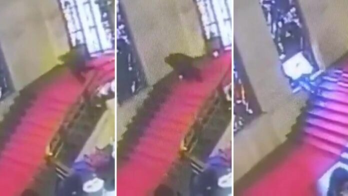 emanuele-cani-caduta-1024x576