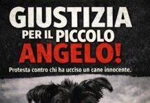 Udine, lancia il cane dei vicini nel vuoto. Pepe, 13 anni, muore dopo ore di agonia
