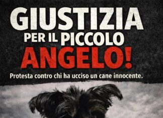 Udine, lancia il cane dei vicini nel vuoto. Pepe, 13 anni, muore dopo ore di agonia
